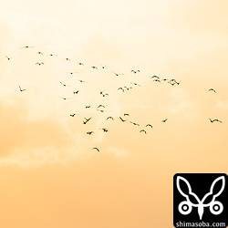 西日のど逆光でウ。嫌なフレアもなくていい感じ。