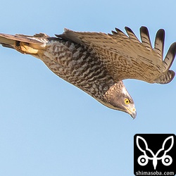 上のサシバと同じ。こちらは1990ピクセルまでトリミング。