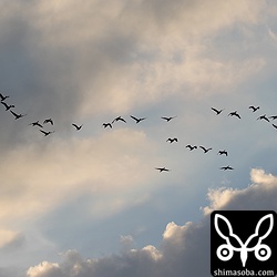沖縄でこれだけの群れは珍しい。
