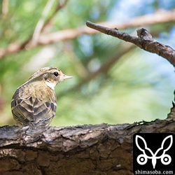 松林といえばビンズイでしょう。