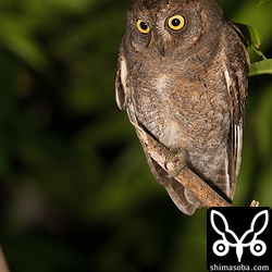 街頭にやって来たガを次々と捕まえていました。捕まえた獲物は暗がりで食うようです。