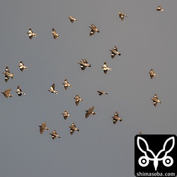 夕日に光る群れ。写真には、ホシムクドリ3羽、カラムクドリ10羽、ギンムクドリ11羽、ムクドリ6羽が写っています。