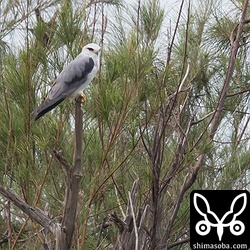カタグロトビのオス。師匠に雌雄の見分け方も教えてもらった。