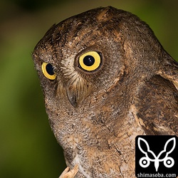 超トリミング。コノハズクのまん丸な瞳はいつ見ても可愛らしい。