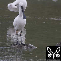 J10の足環をつけたクロツラヘラサギ。このクロツラヘラサギは、昨年の12月24日ごろから沖縄本島で確認されています。九州の方のブログによりますと、昨年12月19日に九州南部の薩摩半島中部を流れる万之瀬川河口で確認されています。