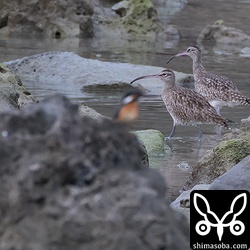 海岸にはチュウシャクシギが5羽。手前にぼんやり映るのはカワセミ。