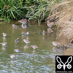 大多数を占めていたのはヒバリシギ。3羽写るジシギは全てタシギ。