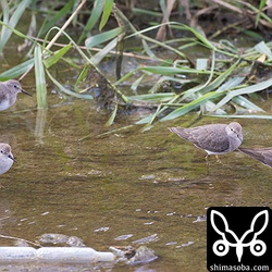 画面に入りきりませんでしたが、オジロトウネンは5羽の群れ。