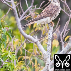 近くでは餌探し中のチョウゲンボウ。