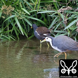 シロハラクイナも現れました。