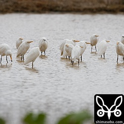 コサギとアマサギの群れ。