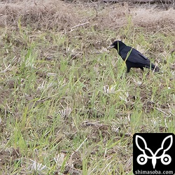 135mmじゃ遠いこと。今思えば、スマビノをやればよかったな。