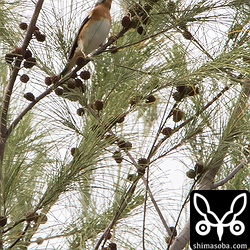 モクマオウにはアトリの群れ。