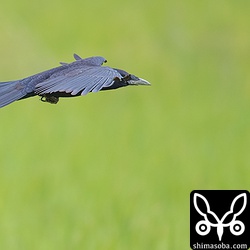 飛ぶミヤマガラス。