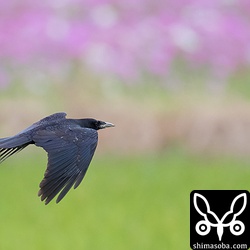 コスモスをバックに飛ぶミヤマガラス。沖縄本島では、コスモスを緑肥にするようで、あちこちの田んぼにコスモスが植えられています。まもなく、コスモス祭りも行われるようです。