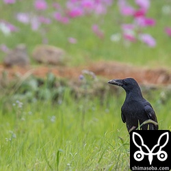 リュウキュウハシブトガラス。オサハシブトガラスより大きくて本土のハシブトガラスより小さいぐらい。