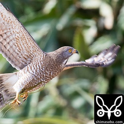 獲物を取り逃がしたようで、手ぶらで帰ります。