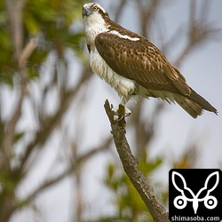 枝で休むミサゴ。