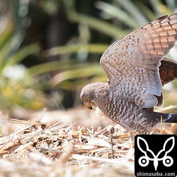 再び獲物を発見。