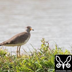 タゲリの隣にはケリも。水浴びの順番待ちだろうか。