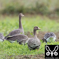 昨年から越冬モードのマガン5羽。