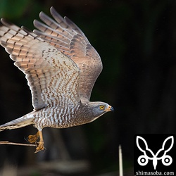 このサシバは、お気に入りの止まり木に獲物を運んで食います。