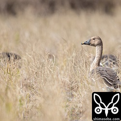 こちらも越冬モードのヒシクイ。