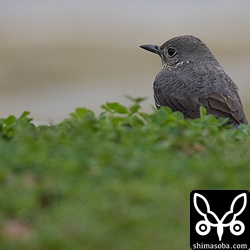 イソヒヨドリも寒そう。