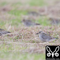 ムナグロは100羽以上の群れでした。