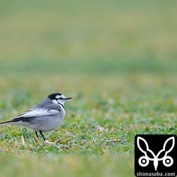 ハクセキレイは、寂しそうに1羽で芝の上を歩きまたっていた。