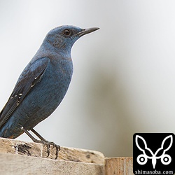 当時は、そんな珍しい野鳥とは知らずに撮影。アオハライソヒヨドリまた出ないかな。