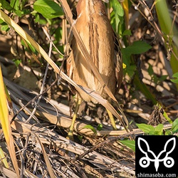 小さな用水路の対岸にリュウキュウヨシゴイを発見。見事な擬態で通りかかる人たちを欺いていた。^^
