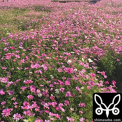 暖かい日差しの中、コスモスが咲き誇っていた。緑肥なので、3月ごろには田んぼに鋤き込まれるようです。