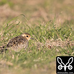 草むらで休憩するムナグロ。100羽余りいた。