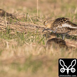 そろそろ活動しだしたムナグロ。午後5時20分ごろになると一斉に活動し、餌探しに勤しんでいた。