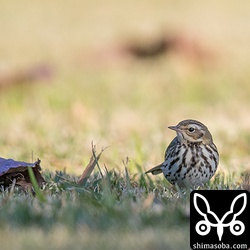 十数羽いたビンズイは数を減らしていました。どこへ?