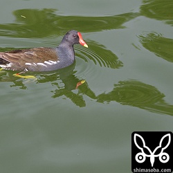 バン。こちらも餌付いていた。