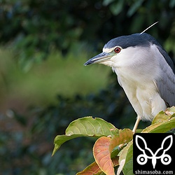 釣り堀コーナーでおこぼれを狙うゴイサギ。成鳥、幼鳥合わせて10羽ほどがいた。