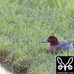 ヒドリガモのオス。