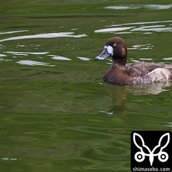 キンクロハジロのメス。