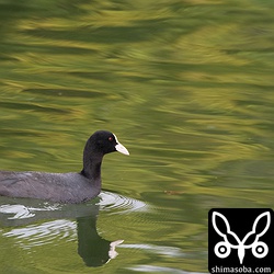 オオバンもコイの餌に餌付いていた。
