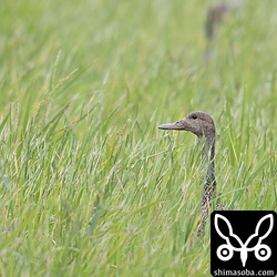 オナガガモのメス。背丈ほどの草に着いた種子を食っていた。