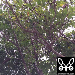 イスノキ。アトリは、この木の実が好物なようだ。