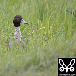 オナガガモのオス。