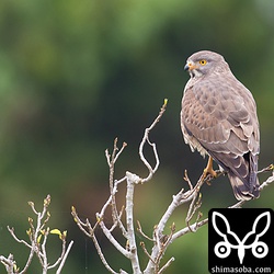 サシバの成鳥。鎌倉時代のころは、鷹狩りに使われたこともあるというが、この気性では小鳥ぐらいしか捕まえられないでしょう。^^;