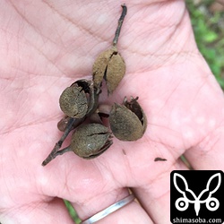 アトリが食っていたイスノキの実。2裂して中から黒い種がのぞいていた。