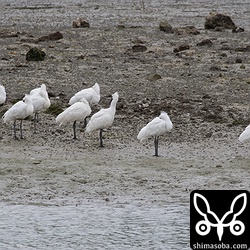 10羽の群れで休んでいたクロツラヘラサギ。写真には9羽が写っています。