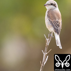 このシマアカモズ、尾羽が2枚しかないけど何があったのだろう? **(これ、シマアカモズでなくてセアカモズかセアカモズの血の入った雑種との情報を頂きました。何れにせよ、大変に珍しいようです)**