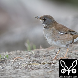 くちばしを泥だらけにして餌探し。