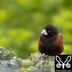 シロガシラが食害したカリフラワーに止まるキンパラ。バックは菜の花。